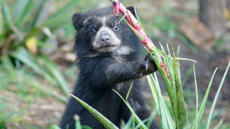 La pérdida de hábitat, la cacería y el tráfico ilegal han puesto en peligro de extinción al Oso Andino