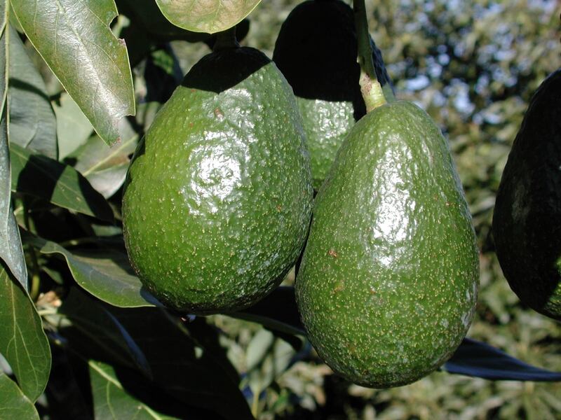 Aguacate ecuatoriano.