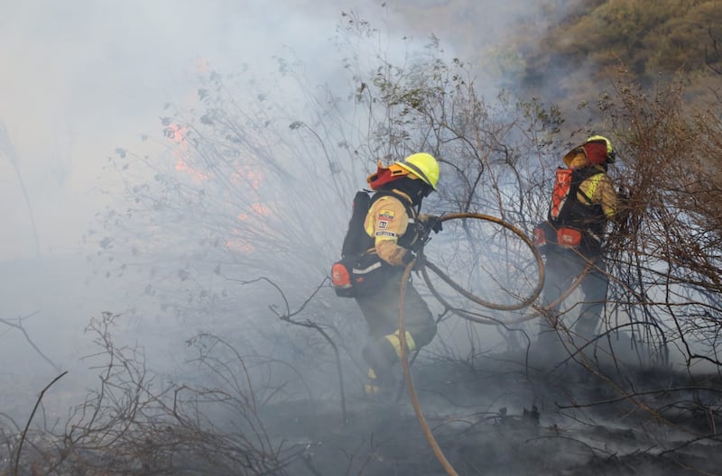 Más de 20.000 animales muertos en unos 2.000 incendios forestales desde enero en Ecuador