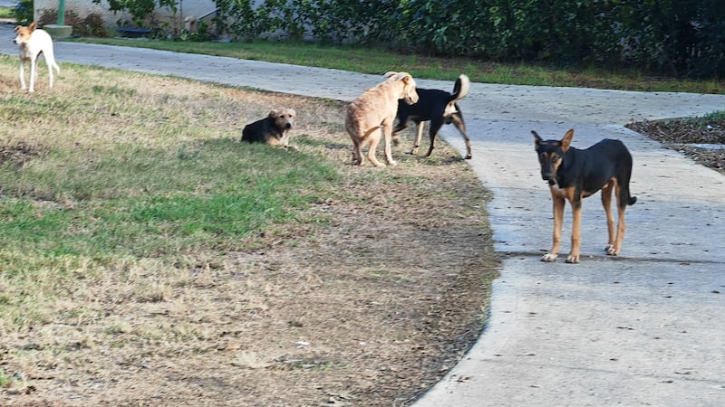 Perros callejeros en las zonas cercanas a la Franja de Gaza.