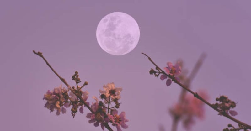 Abril cierra con las Líridas y la Luna Llena Rosa que suavizan las energías de Mercurio retrógrado