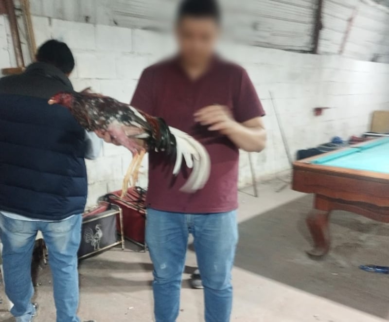 Así fueron rescatados gallos que eran usados para peleas clandestinas en Rumicucho