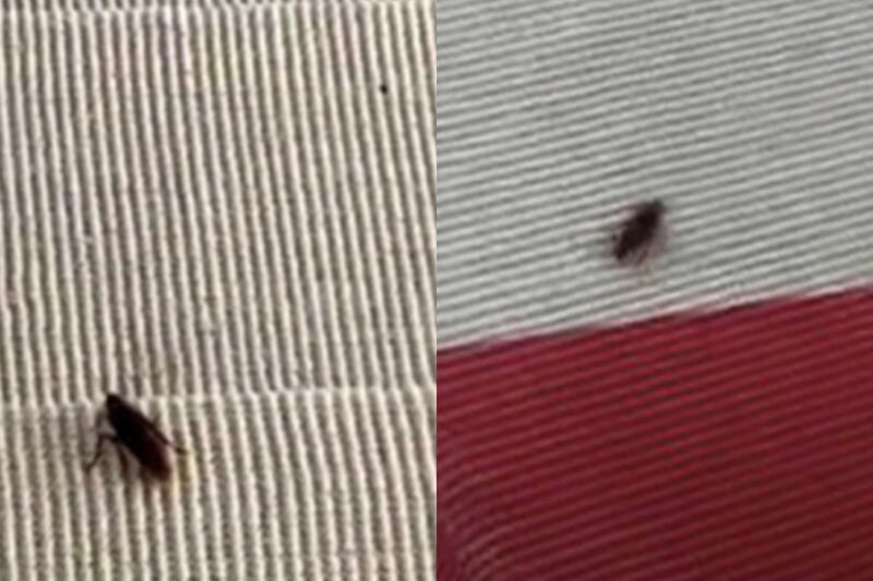 Cucaracha que “desfiló” en la alfombra de los Met Gala 2023 murió aplastada: no la dejaron brillar