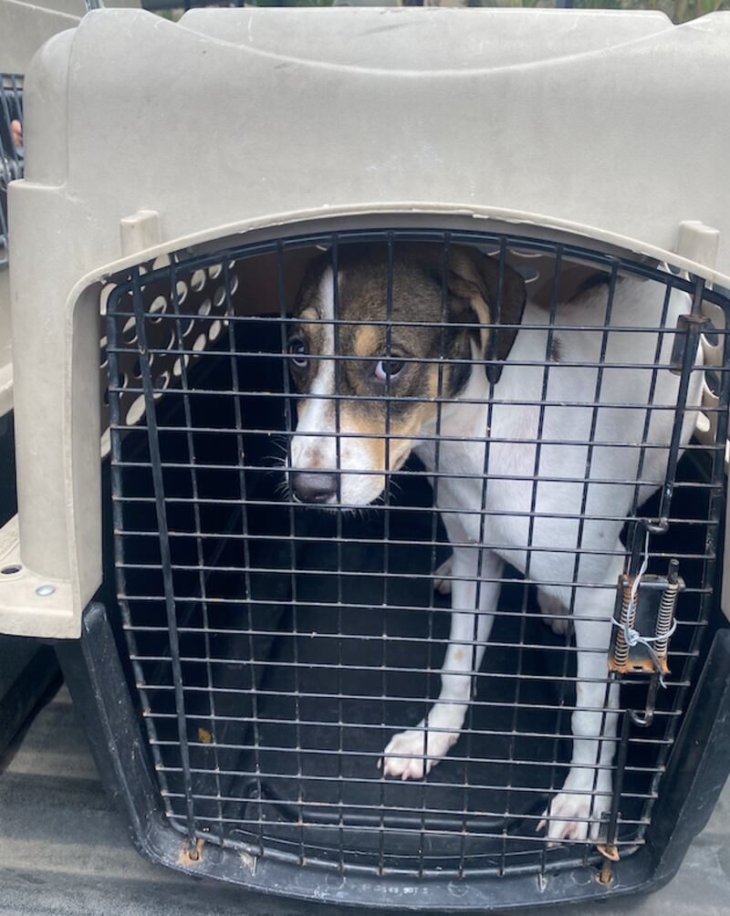 Animales rescatados de la Penitenciaría del Litoral.