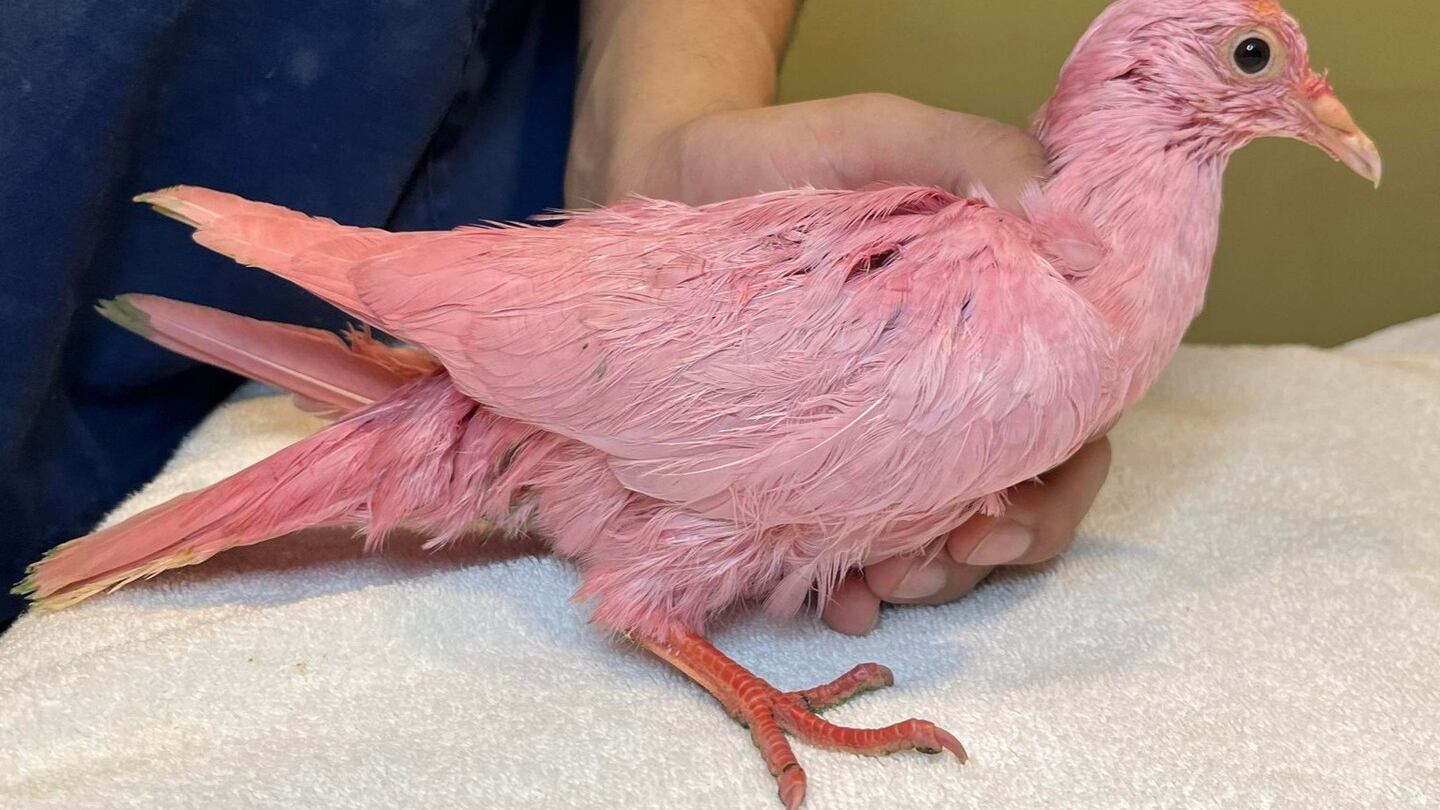 Murió una paloma por sufrir daños tóxicos al ser expuesto a tinte para el pelo.