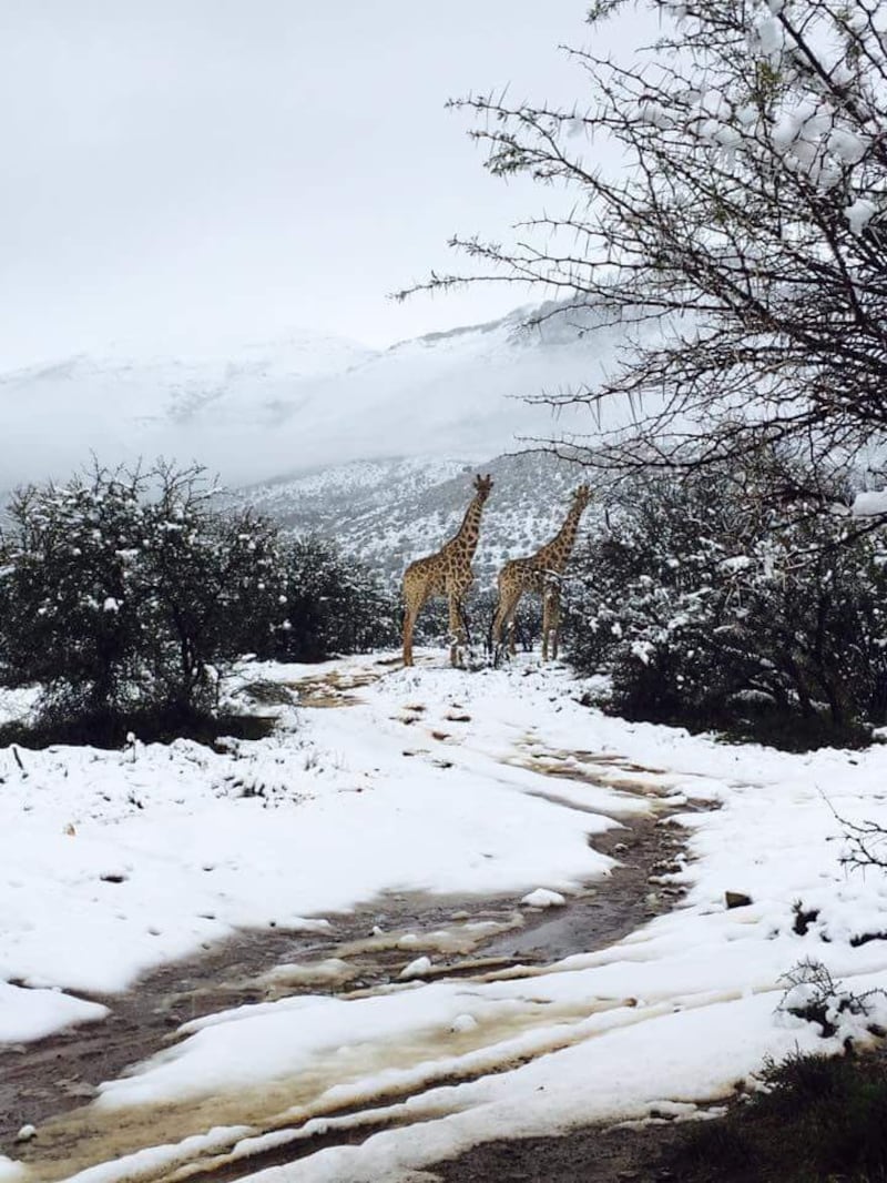 Nieve en África 2018