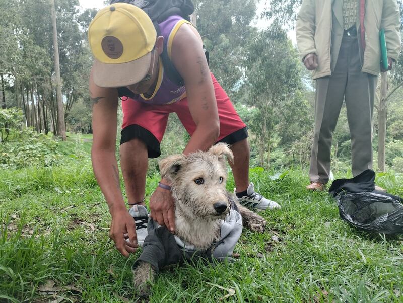 El final feliz de un perrito que cayó en una quebrada en el sur de Quito