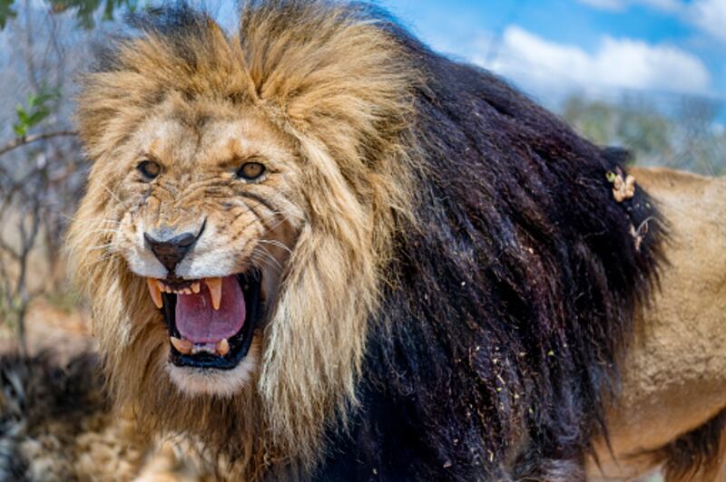 Cuidador del zoológico murió tras ataque atroz de un león que crio desde que era un cachorro.