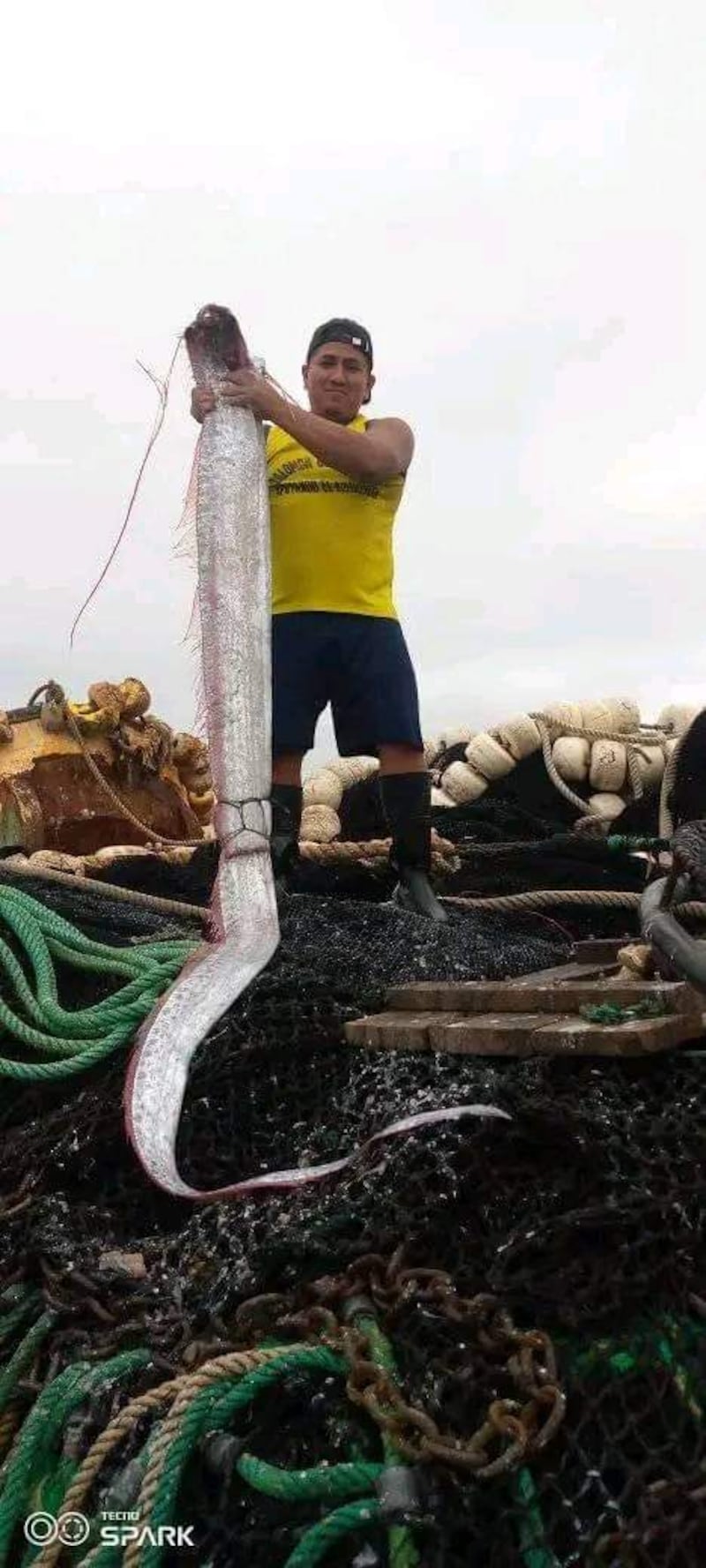 En Santa Elena capturaron un pez remo.